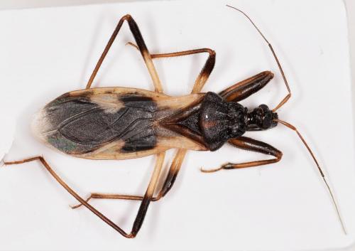 Reduvius ciliatus
